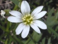 Chickweed, field sm3024rs